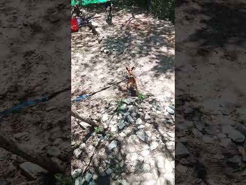 Animales varios #casagrande #perro #cordoba