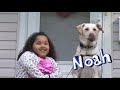 Martha Speaks Who S That Dog Noah