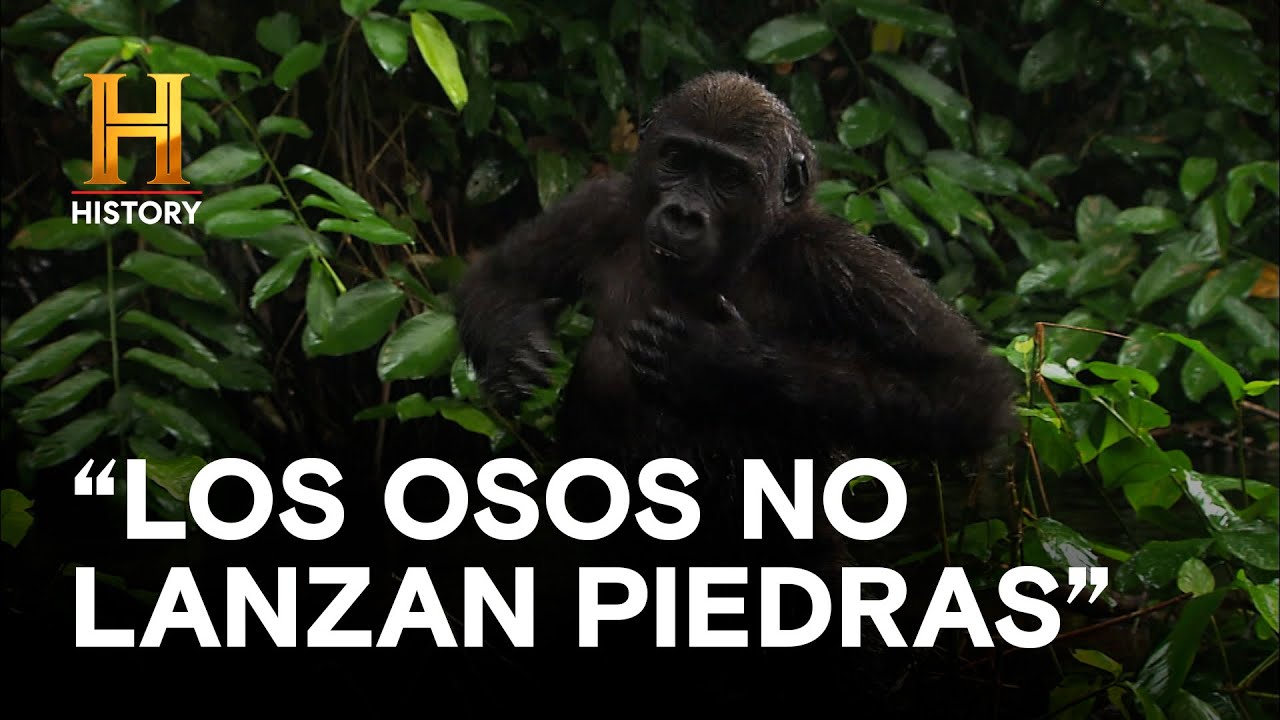 "LOS OSOS NO LANZAN PIEDRAS" - LA EVIDENCIA ESTÁ ENTRE NOSOTROS