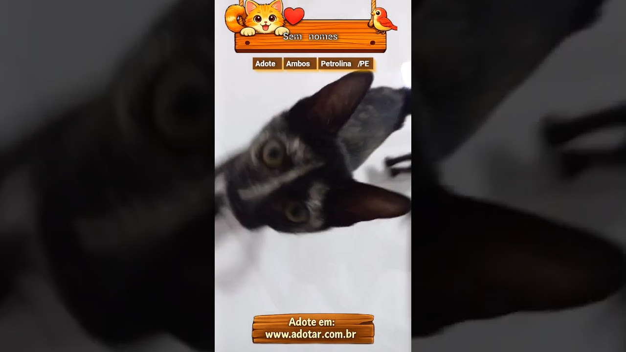 Gato raça SRD-ViraLata idade 2 a 6 meses nome Sem nomes