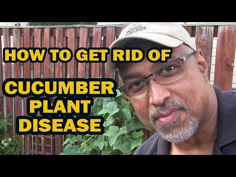, title : 'How To Get Rid of Cucumber Plant Disease'