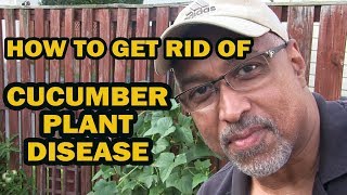 How To Get Rid of Cucumber Plant Disease