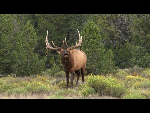 Elk Camp TV- How to Call in Monster Bulls