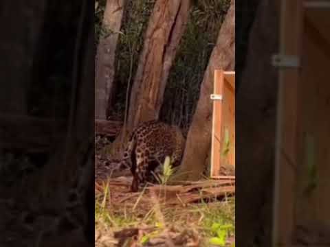 ➡️ Onça-pintada baleada e resgatada no Rio Negro é reintroduzida na natureza