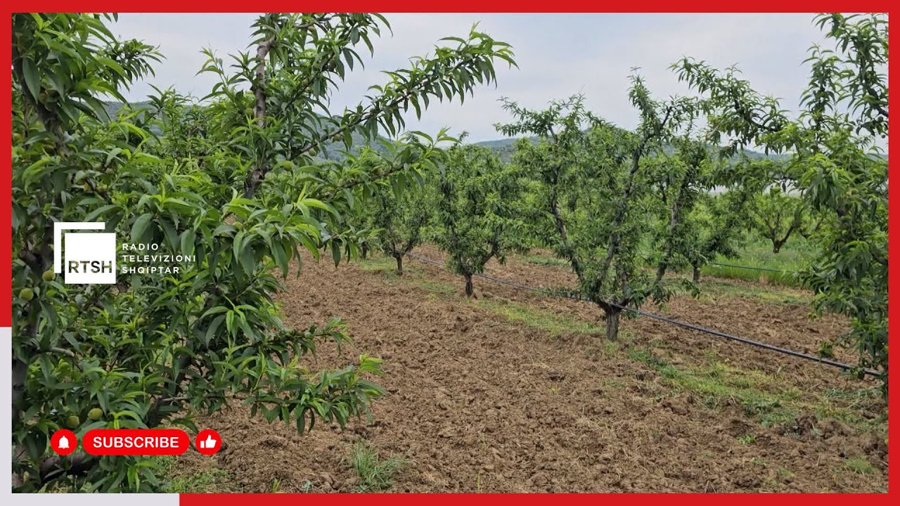 Fermerët e Myzeqesë rrezikojnë eksportet, pesticidet e ndaluara dhe mungesa e udhëzimeve rrisin shqetësimet për prodhimet