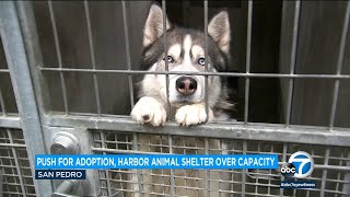 Officials plead for help with overcrowded LA animal shelters