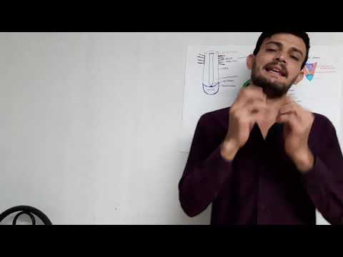 AP - MORFOLOGIA VEGETAL - CRESCIMENTO PRIMARIO E SECUNDÁRIO DA RAIRZ EM CORTE TRANSVERSAL