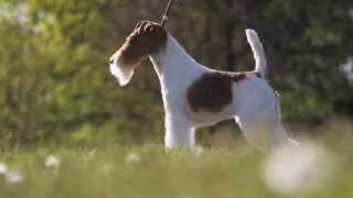 Фокстерьер Скай получила звание «собака года»