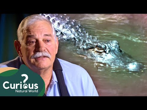 Alligator Strikes At Golf Club In Florida | Human Prey | Curious?: Natural World