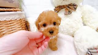 ティーカッププードルの動画01