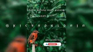 Download lagu Suara kicau burung sepah gunung (mantenan trici) mp3 Download lagu Suara kicau burung sepah gunung (mantenan trici) mp3