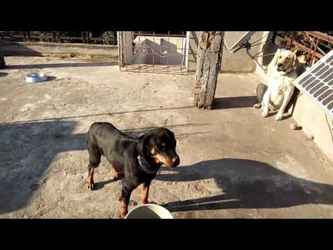 Training Rotweelar by SUPREET in Bijapur