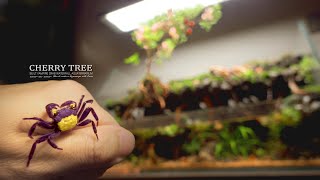 How to Create an Ideal Habitat for Vampire Crabs?