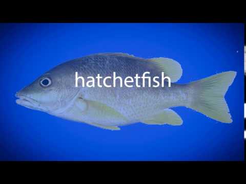 How to pronounce hatchetfish