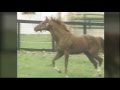 SECRETARIAT Heart Of A Champion
