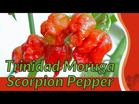 TRINIDAD MORUGA SCORPION PEPPER Information and Growing Tips! (Capsicum Chinese)