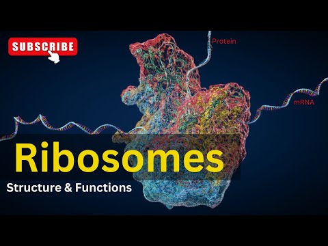 Ribosomes: Structure & Function || Cell Biology || Biology