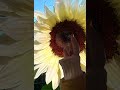 Pro Cut Sunflower. Great for cutting. This variety is pollenless. #sunflowers