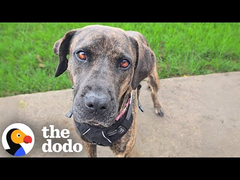 Terrified Rescue Dog Learns The Meaning Of Love | The Dodo