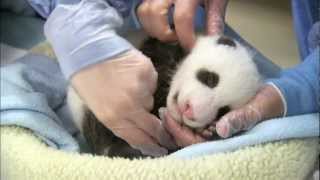 preview picture of video 'Giant Baby Panda 2012 It's a Boy! San Diego Zoo'