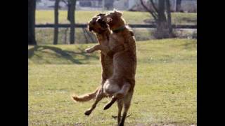 Uncle Moondog - "Dancing With My Dog"