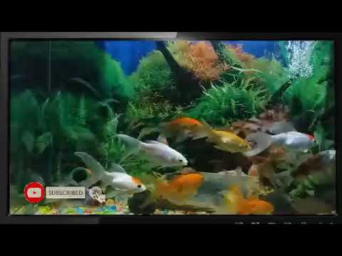 #Cosmosgamingmantul                                            Ikan hias