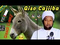 Qisadii Cuseyr Iyo Dameerkiisii Sheikh Xuseen Cali Jabuuti