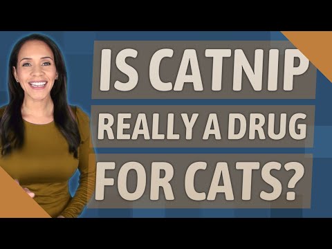 Is catnip really a drug for cats?