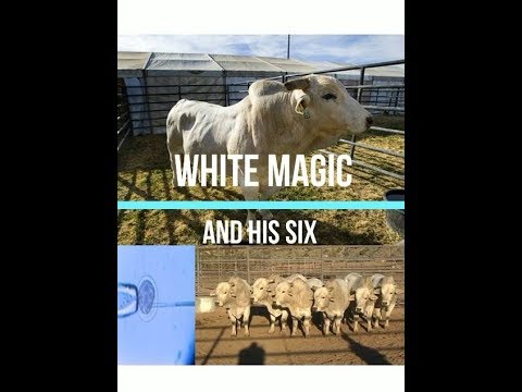 White Magic And His Six