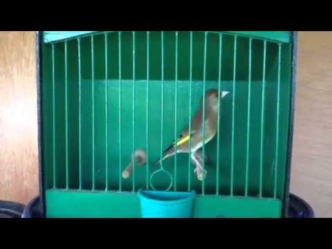 Breeding greenfinches