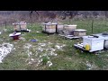 When are nucleus hives ready in Upstate NY?