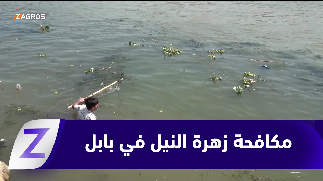 فيديو | #بابل..   مبادرة تطوعية لمكافحة زهرة النيل وسط غياب الدور الحكومي