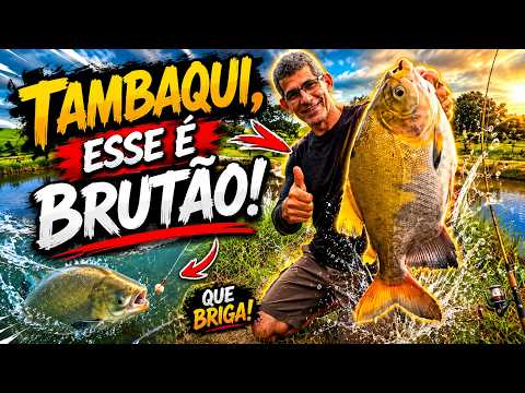 Pescaria de Tambaqui em Capela - Alagoas