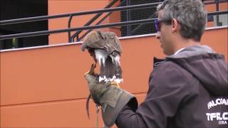 A Falconer A Harris Hawk and A Sleeping Cat Madeira