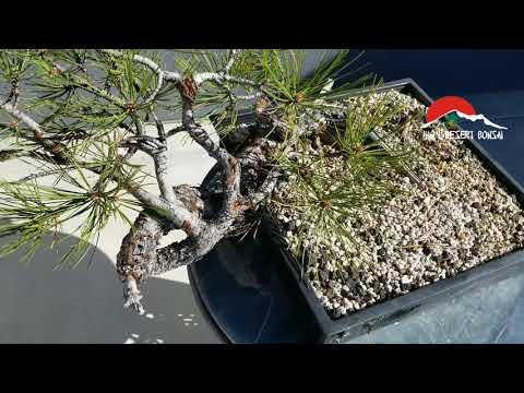 Ponderosa Pine   HDB0683