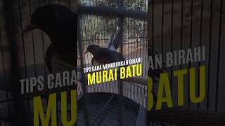 Download lagu 🔥TIPS MENURUNKAN BIRAHI MURAI BATU‼️#muraibatu #burungmurai mp3 Download lagu 🔥TIPS MENURUNKAN BIRAHI MURAI BATU‼️#muraibatu #burungmurai mp3
