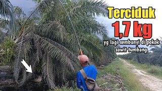 Download lagu 1.7 KG BONSAI SNAKEHEAD CAUGHT AGAIN || TEGEK FISHING USING REAL FROG BAIT#129 mp3
