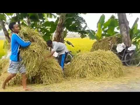 ngarit padi pake mobil mewah🤣