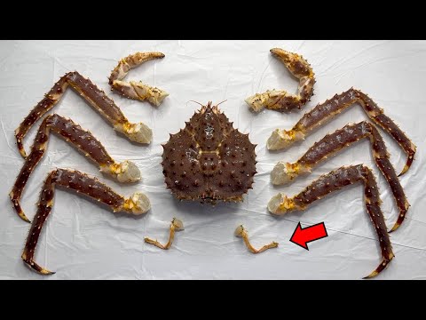 Why the King Crab is Not a "Crab" - King Crab Dissection