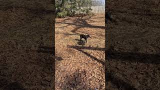 Video preview image #1 Mutt Puppy For Sale in Minneapolis, MN, USA