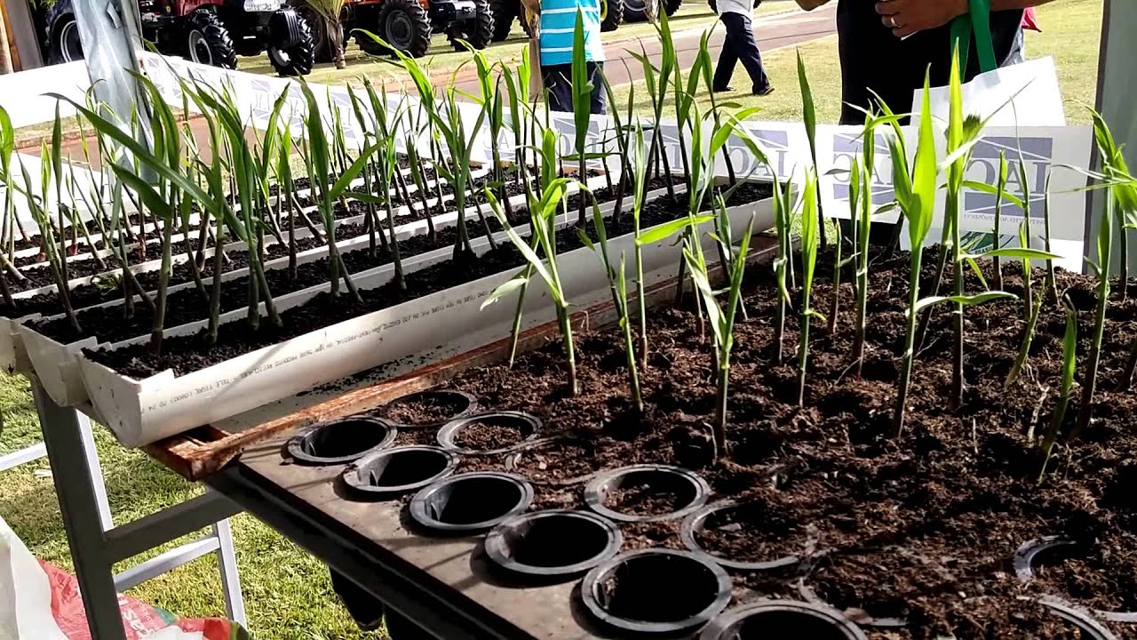 COMO PRODUZIR MUDAS PRÉ-BROTADAS (MPB)