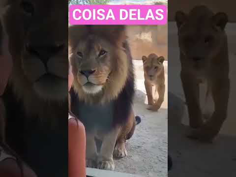 O ciúme na natureza: a surpreendente verdade sobre instintos animais.