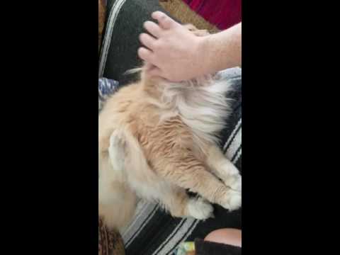 Cat shakes leg like dog when scratched