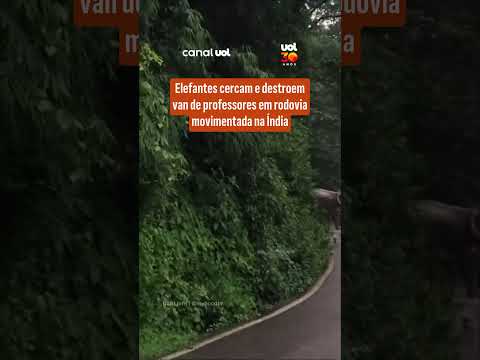 Professores fogem a pé após manada de elefantes atacar veículo