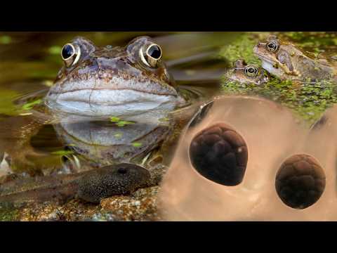 Secret Lives of Frogs in My Garden Pond 🐸| Discover Wildlife | Robert E Fuller