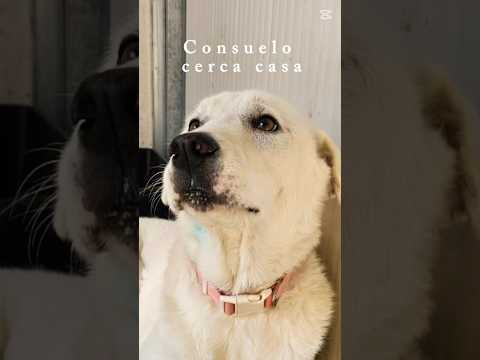 Regalo URGENTE CERCO URGENTE STALLO O ADOZIONE DEL CUORE 