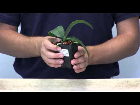 Orchid Care 101 - How to Water Phalaenopsis Orchids