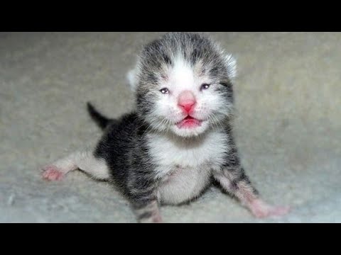 Kittens Open Their Eyes After Birth |When do the kittens open their eyes after birth?