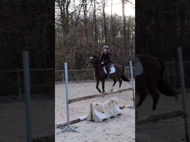 Jument 4 ans super mental 