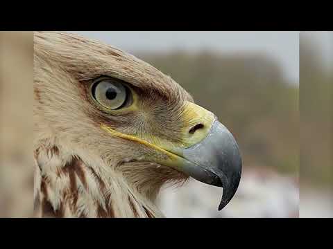 Orao krstaš - Zabeleženo 14 parova, a pre osam godina bio samo jedan